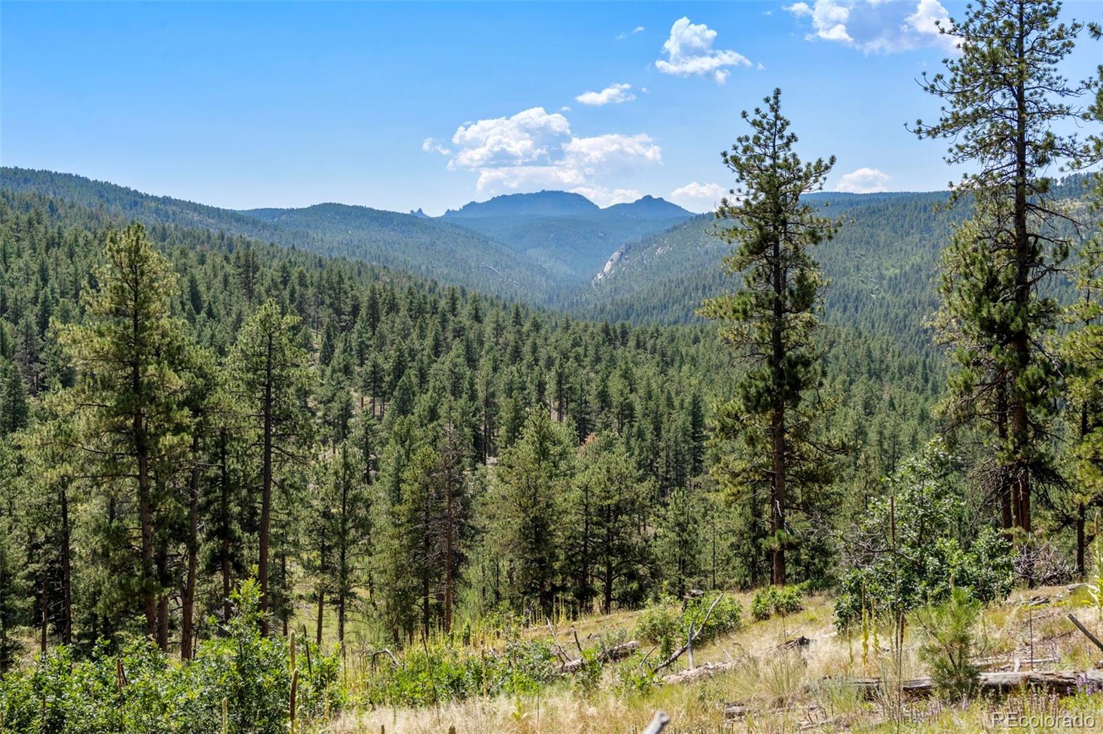 12511 West Tina Lane Sedalia, CO 80135 - Photo 18 of 22 a view of a lake in middle of the forest