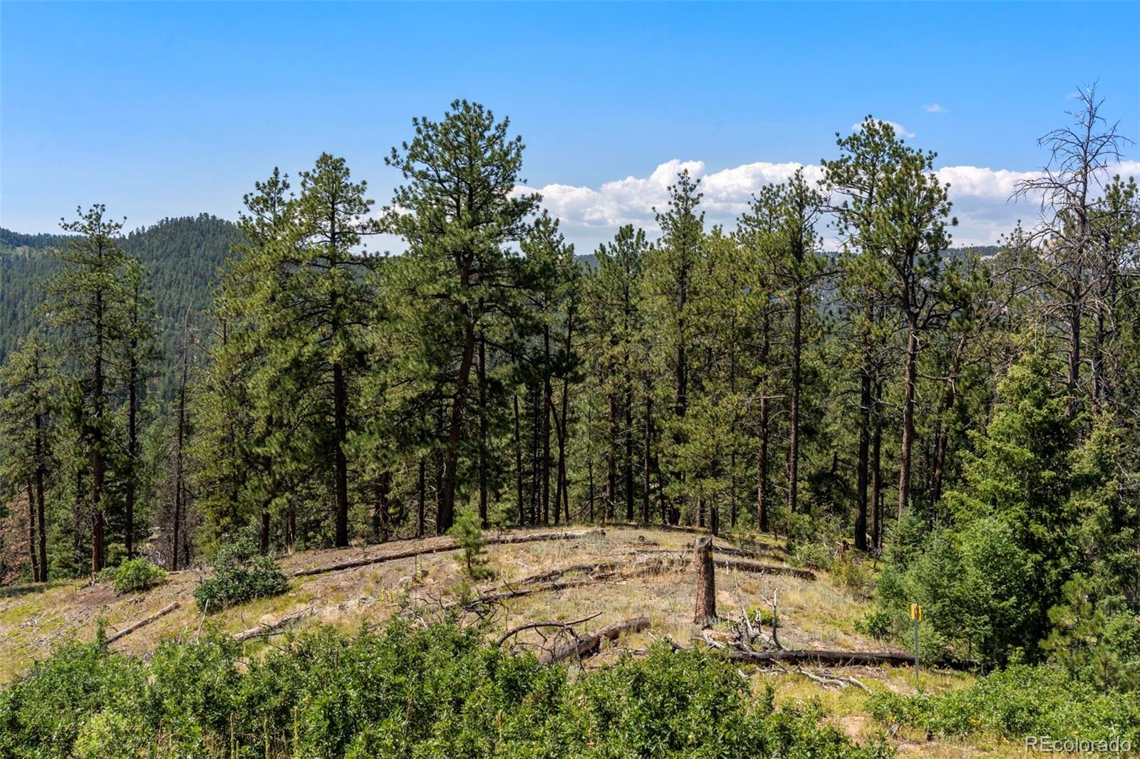 12511 West Tina Lane Sedalia, CO 80135 - Photo 3 of 22 a view of a forest with trees in the background