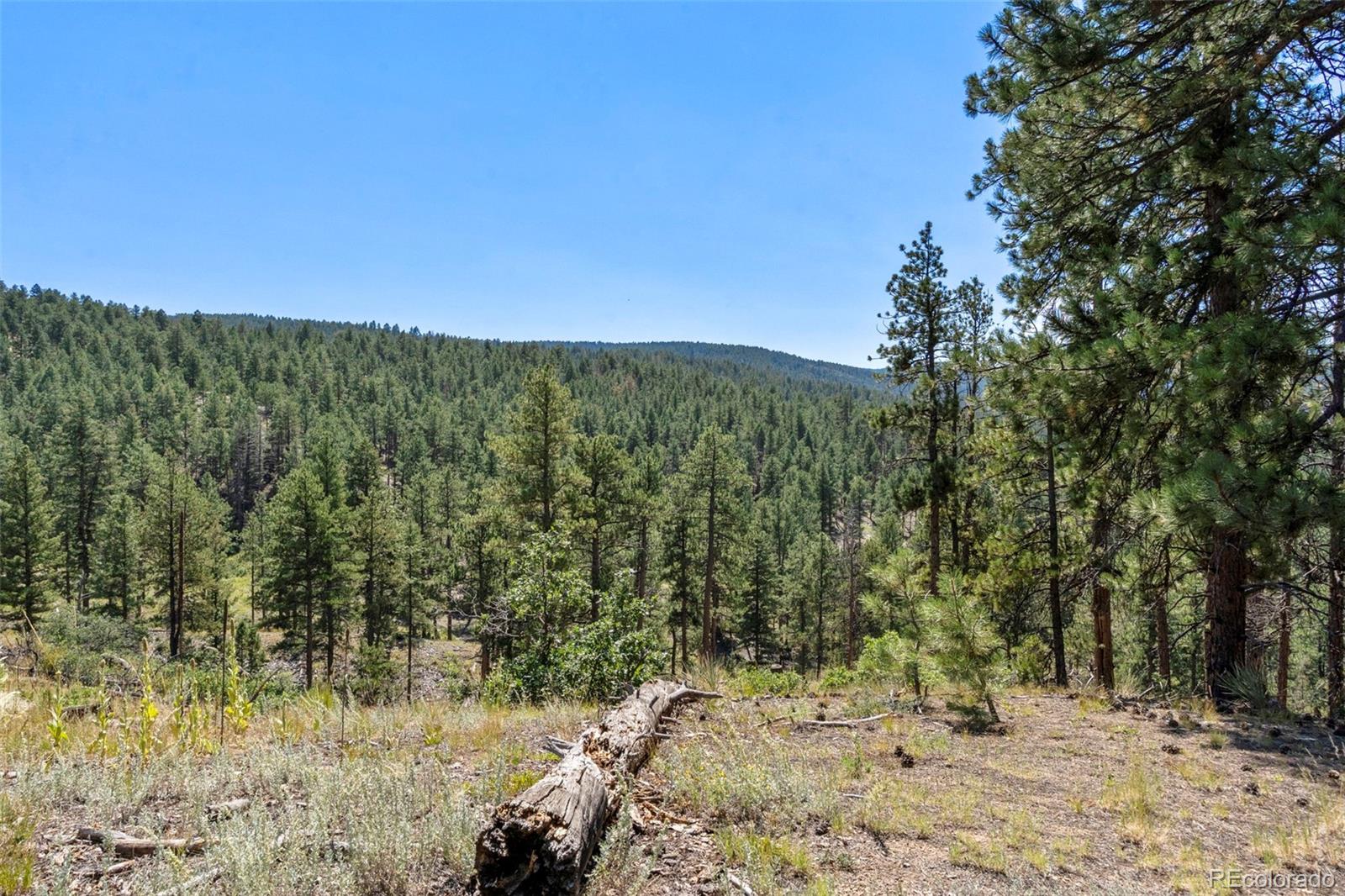 12511 West Tina Lane Sedalia, CO 80135 - Photo 4 of 22 a view of a yard with a tree