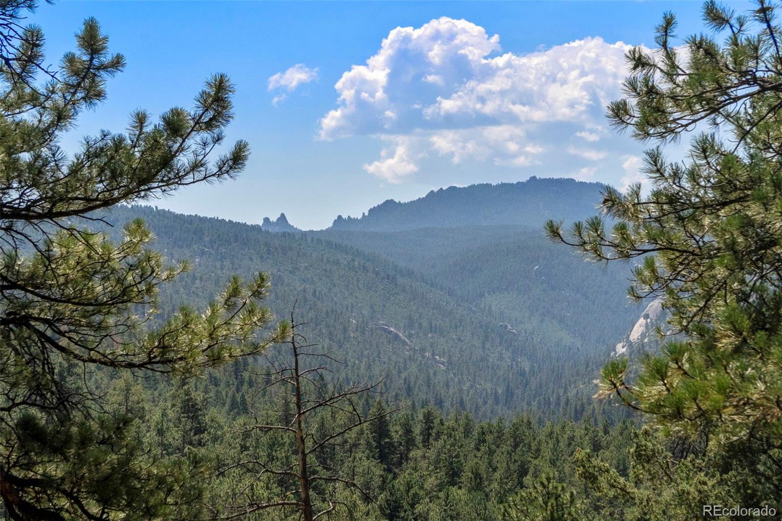 12511 West Tina Lane Sedalia, CO 80135 - Photo 6 of 22 a view of a flower in a field