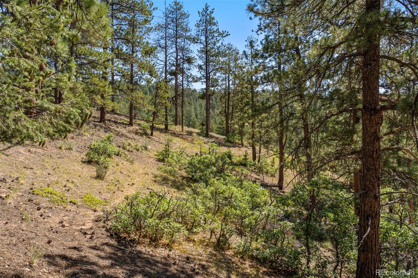 12511 West Tina Lane Sedalia, CO 80135 - Photo 7 of 22 a view of a yard with a tree