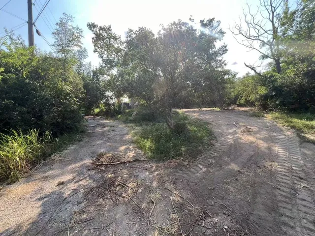 a view of a forest with trees