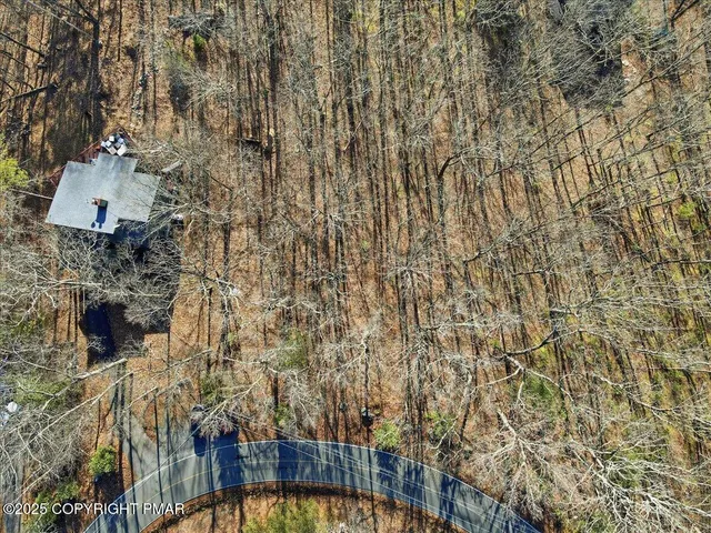 a view of a forest filled with trees