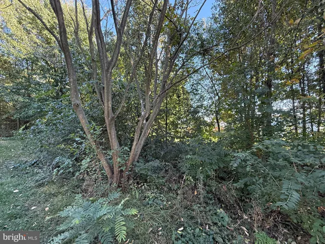 a view of a forest with lots of trees