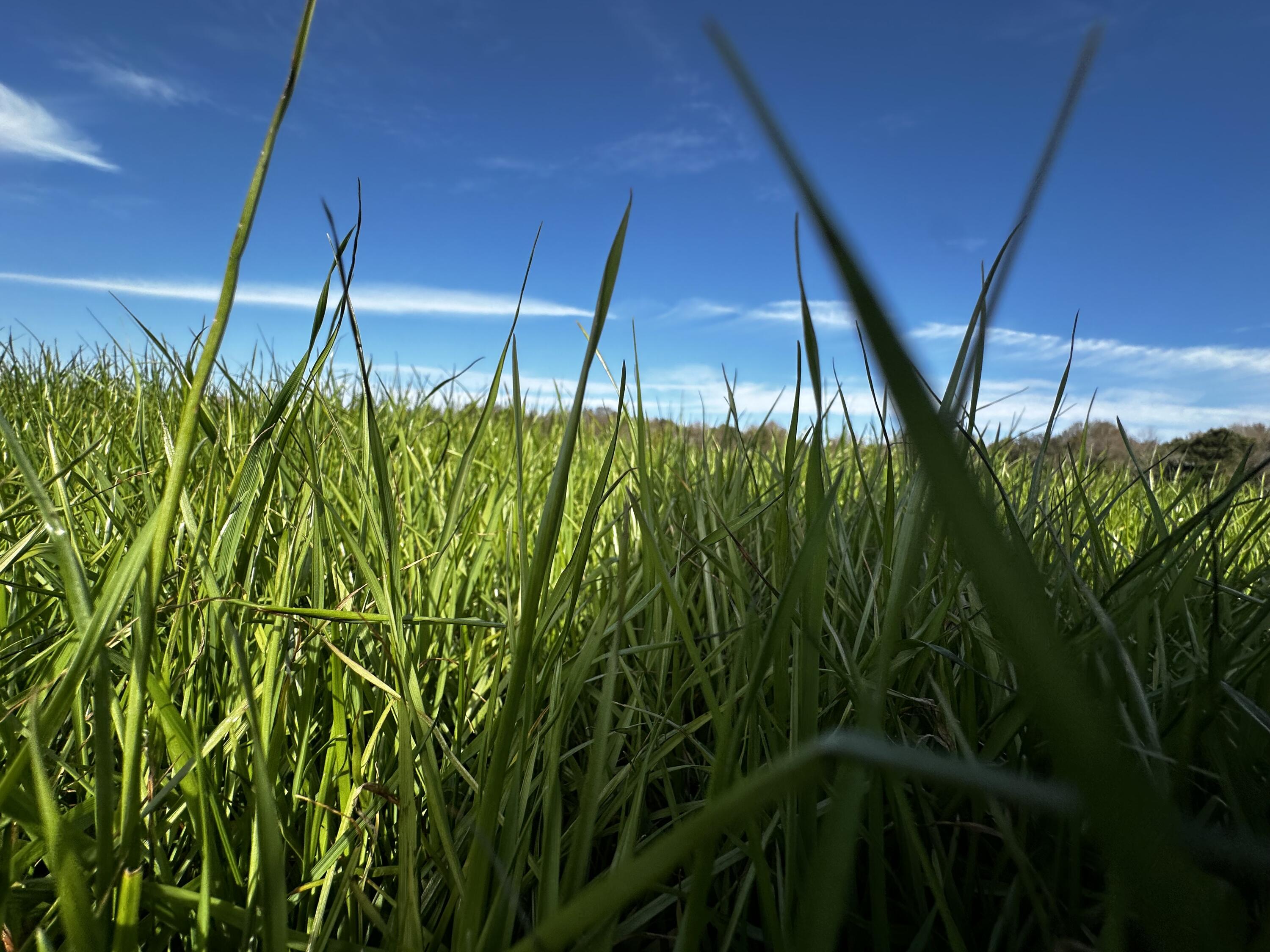 5-ac Charlie Day Road Baker, FL 32531 - Photo 11 of 13 IMG_0621