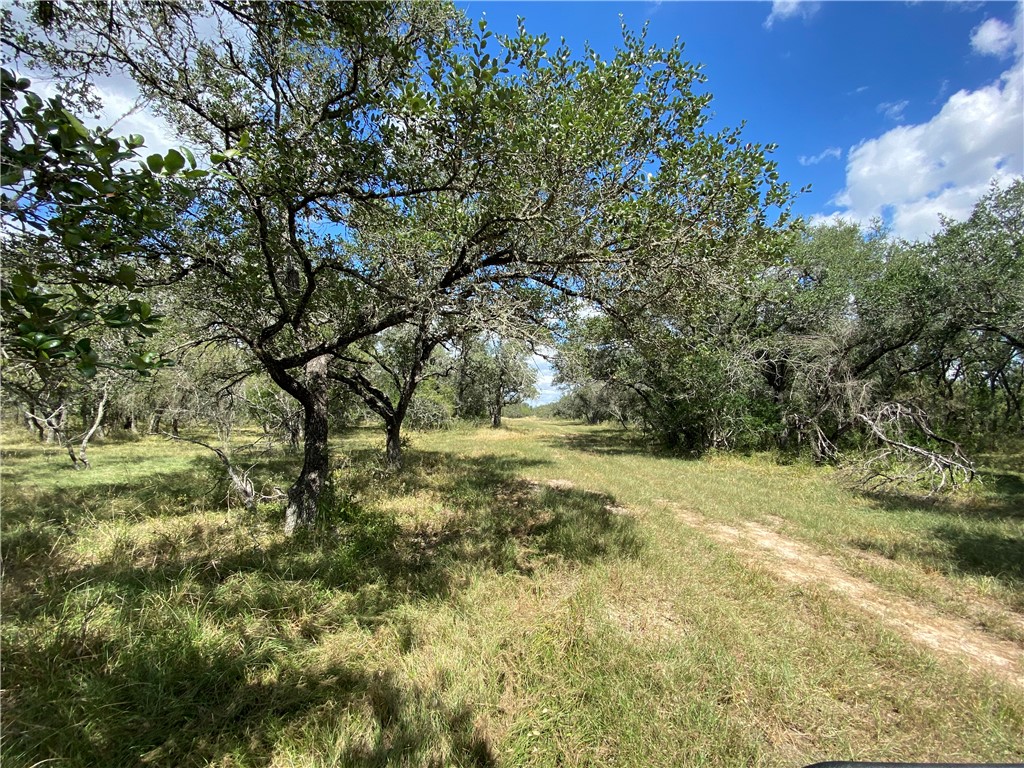 2696 Franke Road Goliad, TX 77963 - Photo 7 of 12 a view of yard with green space