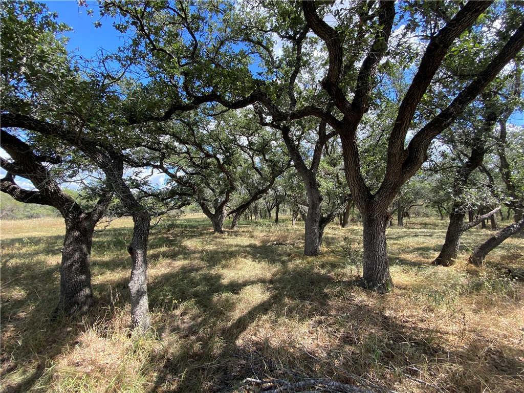 2696 Franke Road Goliad, TX 77963 - Photo 8 of 12 a view of outdoor space and trees