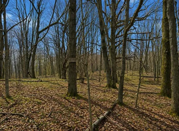 $12,000 | Lot 967 Cherry Road, Farwell, MI 48622