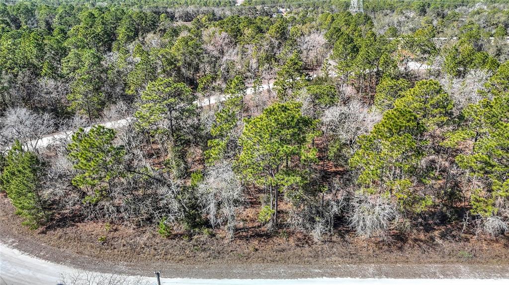 16070 Sheldrake Loop Weeki Wachee, FL 34614 - Photo 11 of 23 a view of a forest with large trees