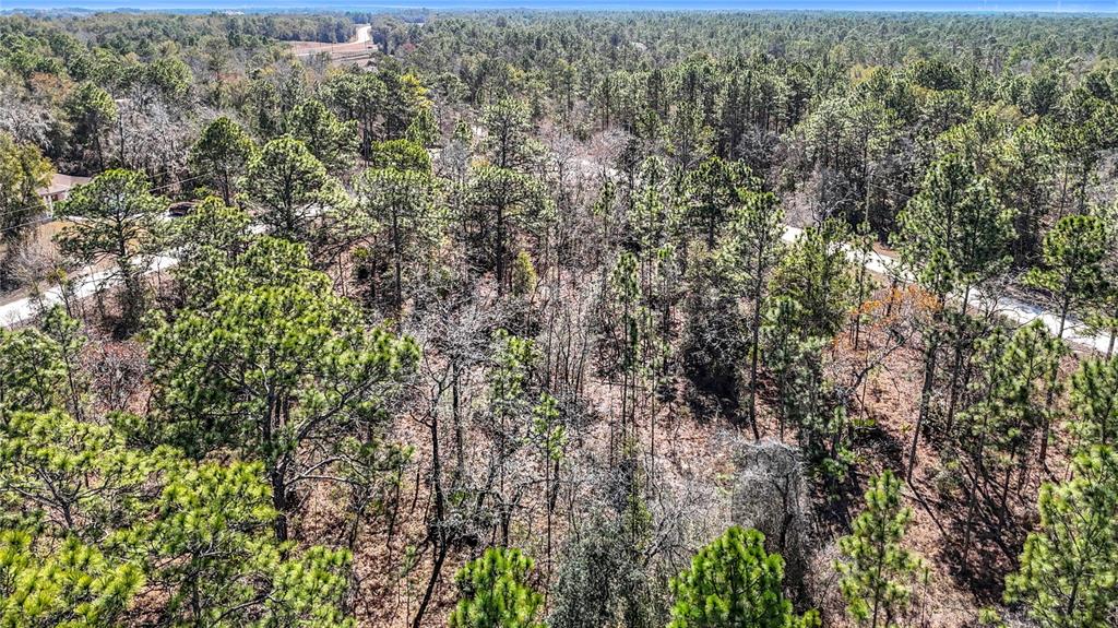 16070 Sheldrake Loop Weeki Wachee, FL 34614 - Photo 14 of 23 a view of a forest with lush green forest