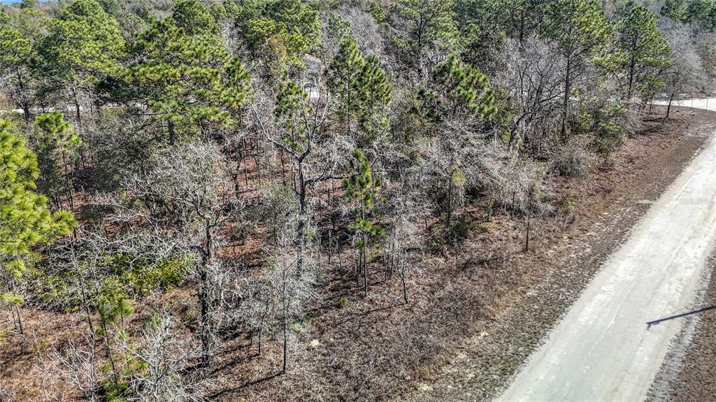16070 Sheldrake Loop Weeki Wachee, FL 34614 - Photo 3 of 23 a close up of a tree in a yard