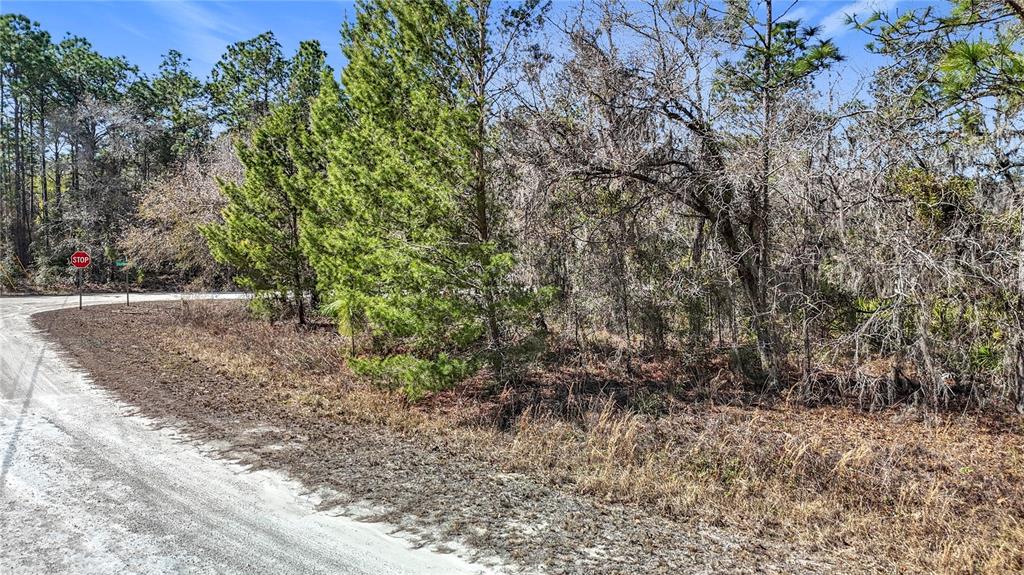 16070 Sheldrake Loop Weeki Wachee, FL 34614 - Photo 7 of 23 a view of a yard with plants and trees