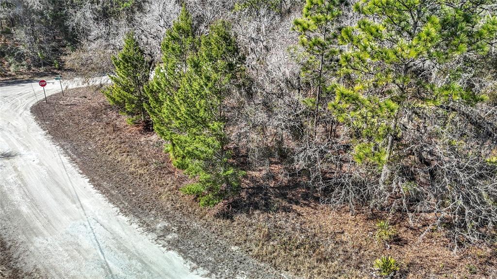 16070 Sheldrake Loop Weeki Wachee, FL 34614 - Photo 8 of 23 a view of a yard with plants and flowers