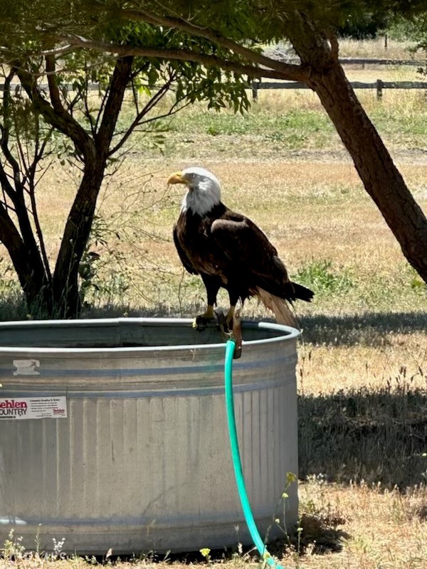 0 Interlake Road Bradley, CA 93426 - Photo 4 of 17 Photo supplied by Land owner