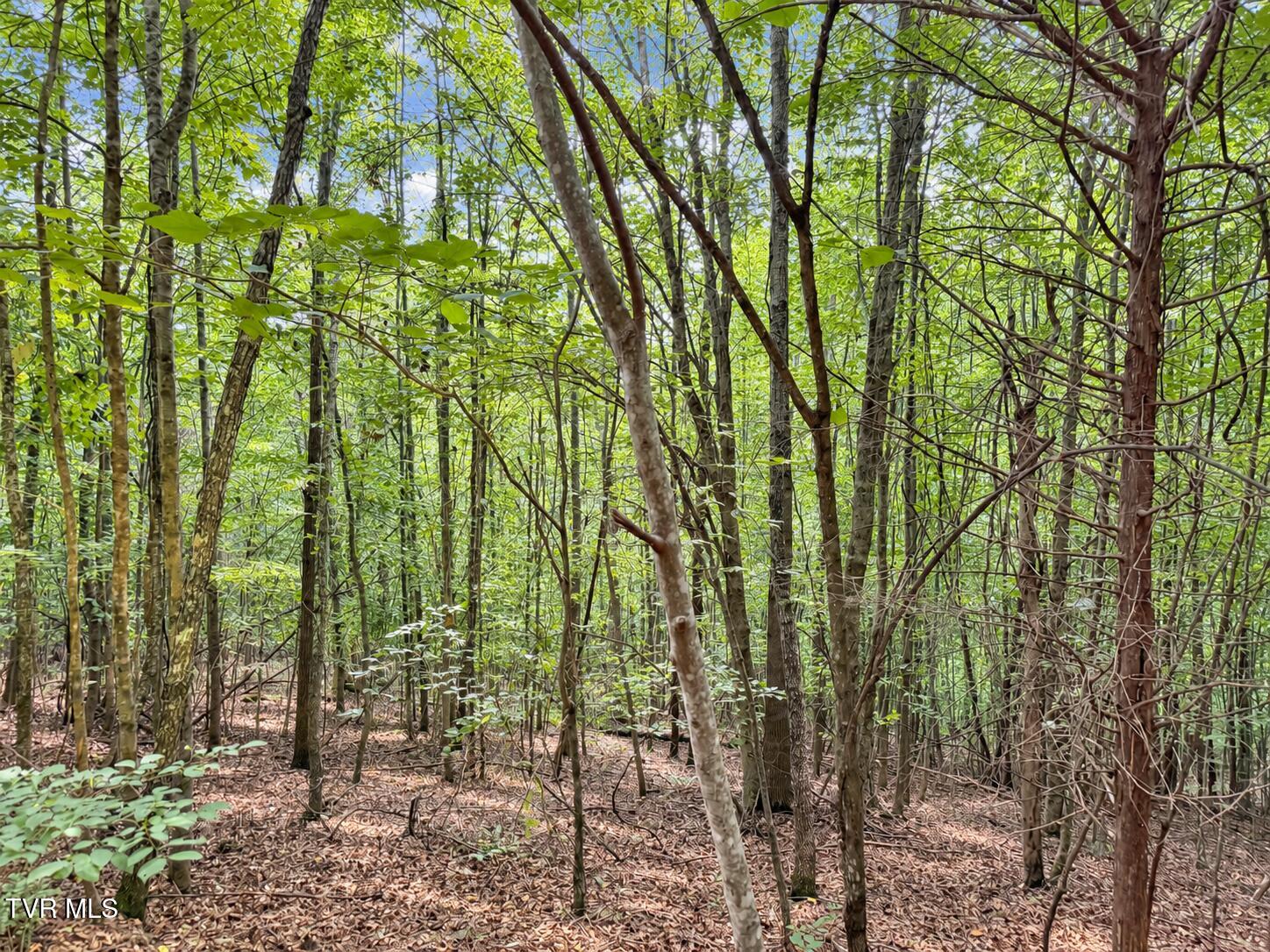 1859 Luray Road Gate City, VA 24251 - Photo 17 of 29 ChatGPT Image Sep 8, 2026, 11_09_03 AM (