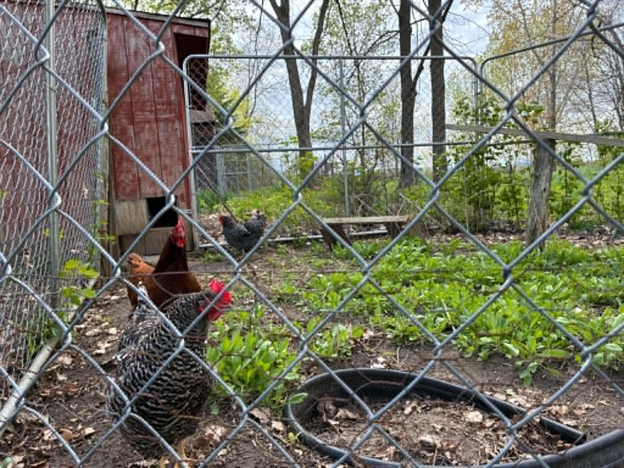 96 Davern Road Peru, NY 12972 - Photo 46 of 48 chickens
