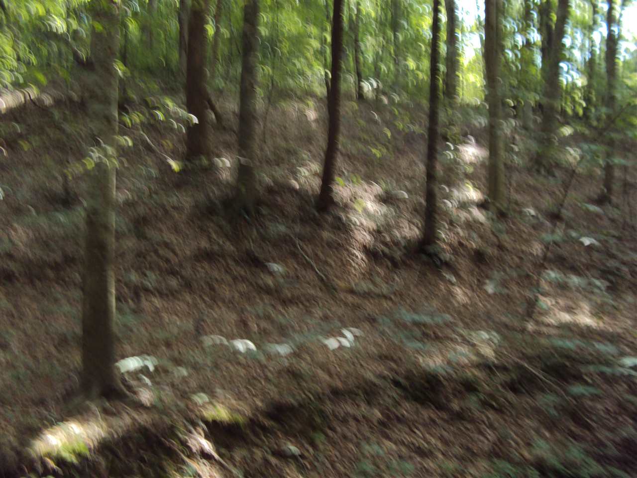 182 Riverview Road Scottsville, KY 42164 - Photo 13 of 22 Gallery Image 13
