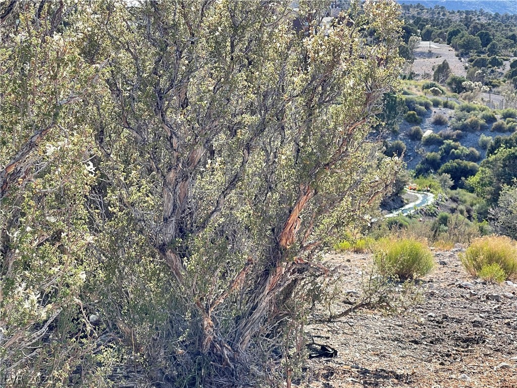 79 Pine Road Cold Creek, NV 89124 - Photo 2 of 23 Gallery Image 2