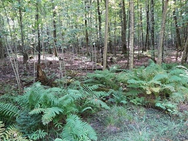 Lot 3 Timber Wolf Road Presque Isle, WI 54557 - Photo 6 of 19 Gallery Image 6