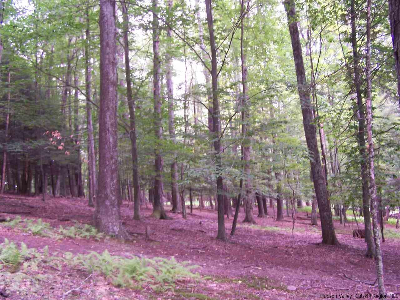 Tbd Beaverkill Road Olivebridge, NY 12461 - Photo 13 of 32 a view of trees in the forest