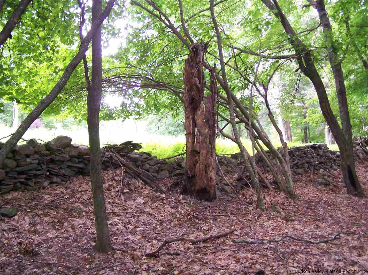 Tbd Beaverkill Road Olivebridge, NY 12461 - Photo 14 of 32 a view of a forest filled with trees