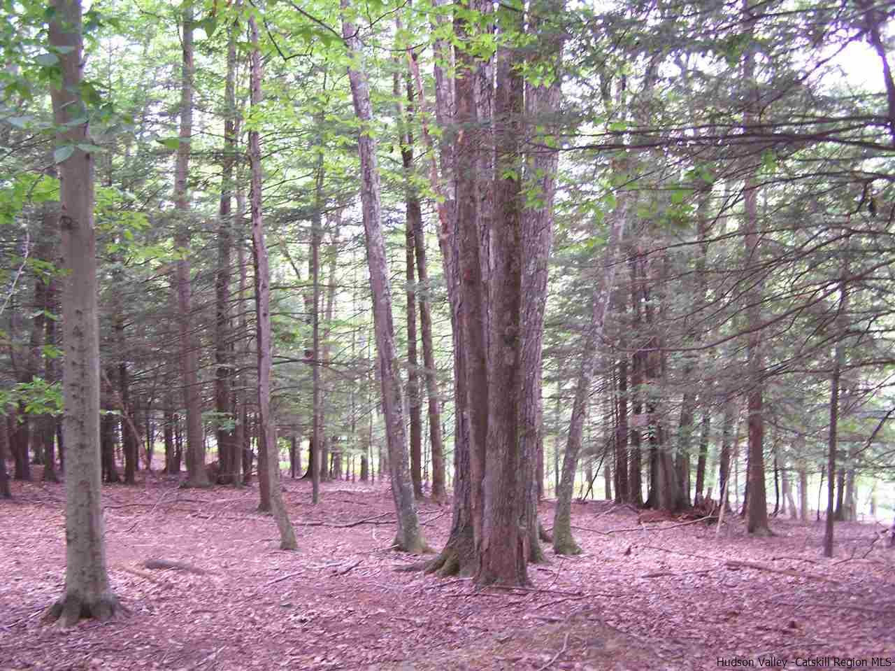 Tbd Beaverkill Road Olivebridge, NY 12461 - Photo 15 of 32 a backyard of a house with lots of trees