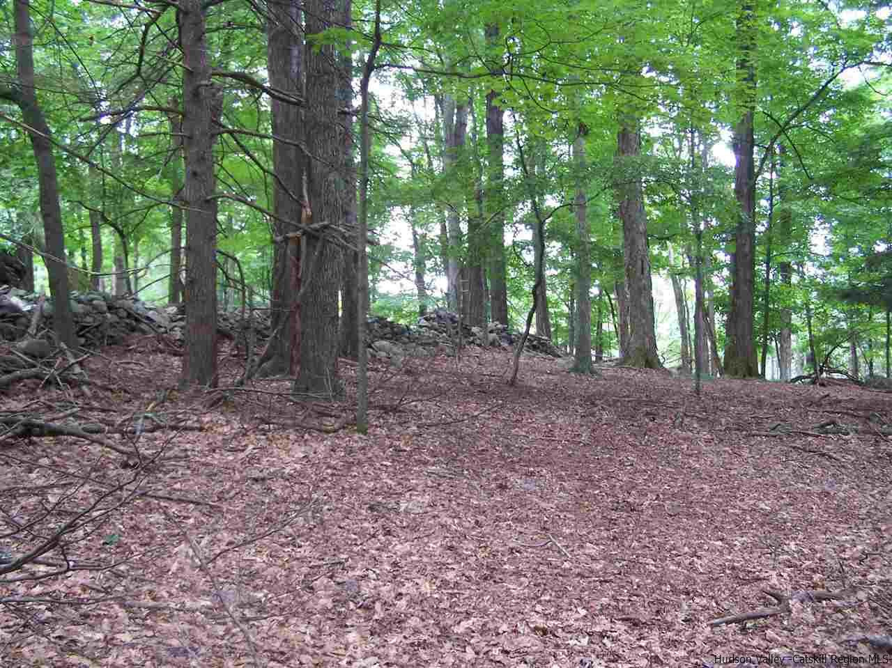 Tbd Beaverkill Road Olivebridge, NY 12461 - Photo 16 of 32 a view of a forest that has large trees