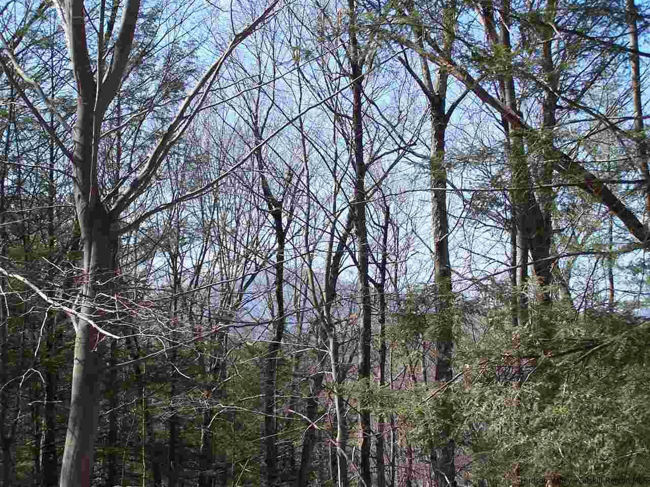 Tbd Beaverkill Road Olivebridge, NY 12461 - Photo 20 of 32 a view of forest