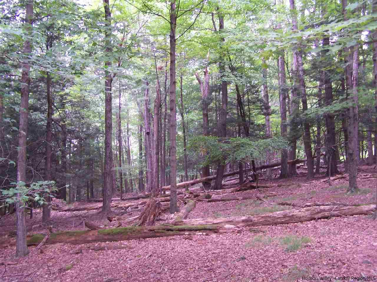 Tbd Beaverkill Road Olivebridge, NY 12461 - Photo 23 of 32 a view of outdoor space with trees