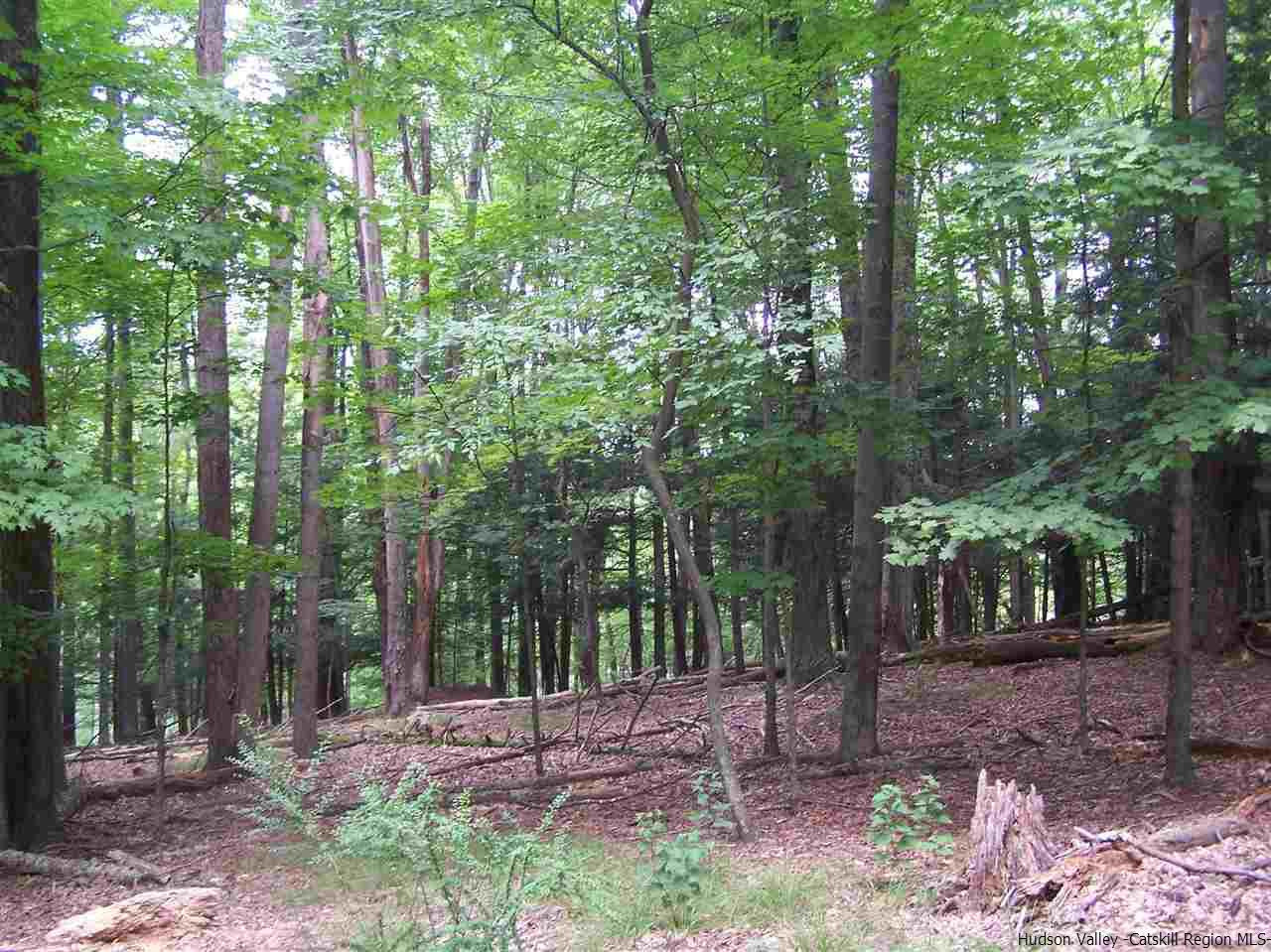 Tbd Beaverkill Road Olivebridge, NY 12461 - Photo 24 of 32 a backyard of a house with lots of trees