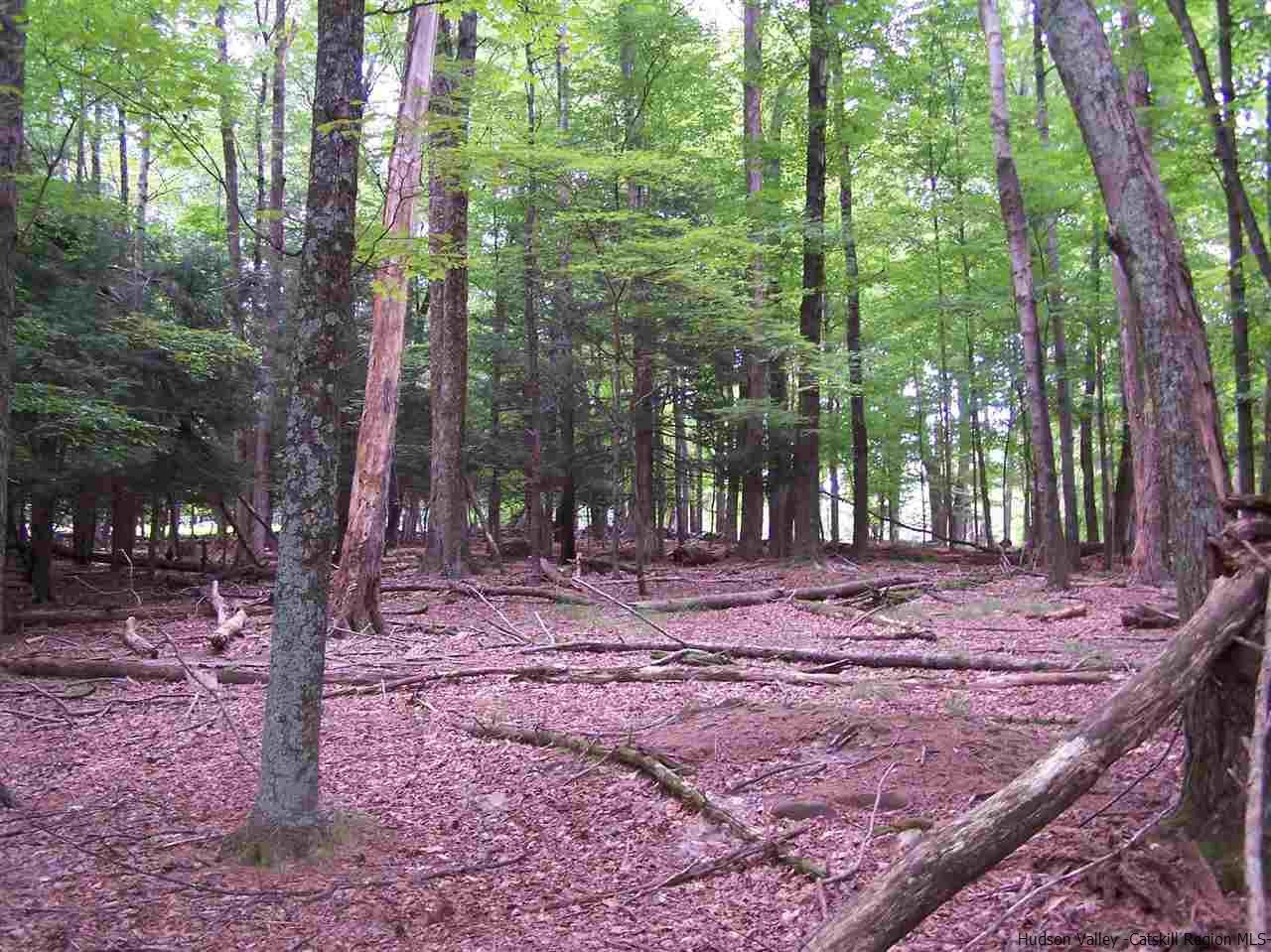 Tbd Beaverkill Road Olivebridge, NY 12461 - Photo 27 of 32 a backyard of a house with lots of trees