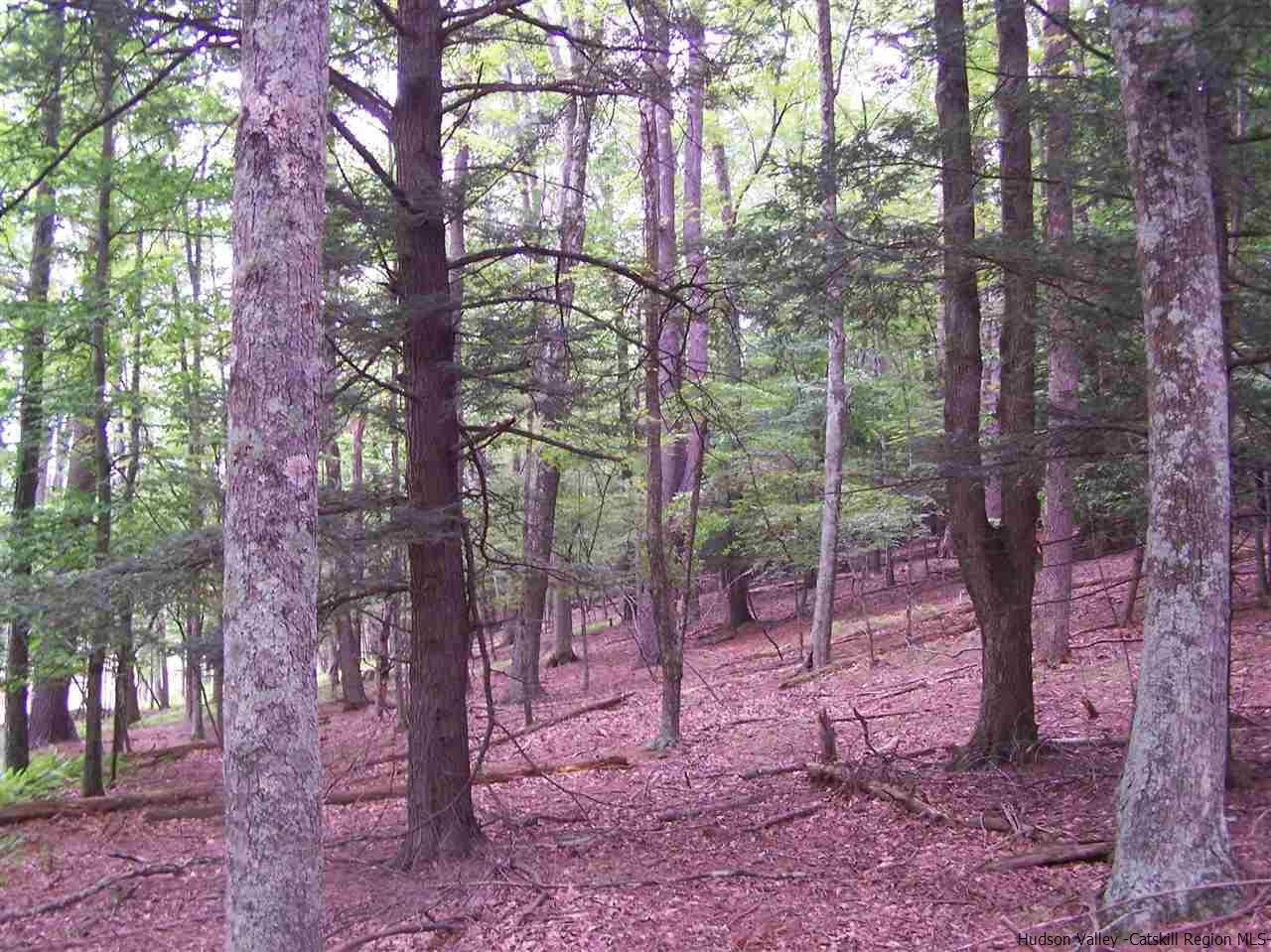 Tbd Beaverkill Road Olivebridge, NY 12461 - Photo 29 of 32 a view of forest