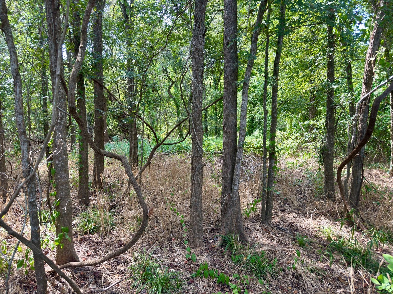 0 Harpers Church Road Hempstead, TX 77445 - Photo 5 of 8 a view of a forest with trees