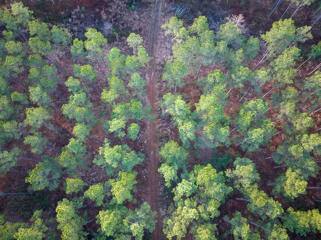 a backyard of a house with lots of plants and trees