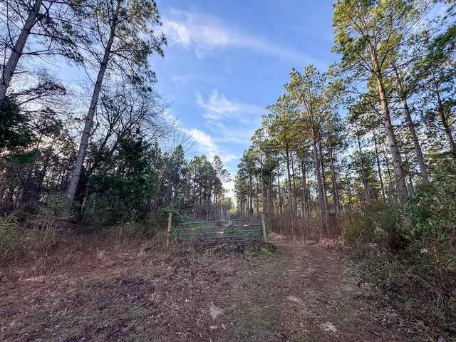 a view of a forest with trees in the background