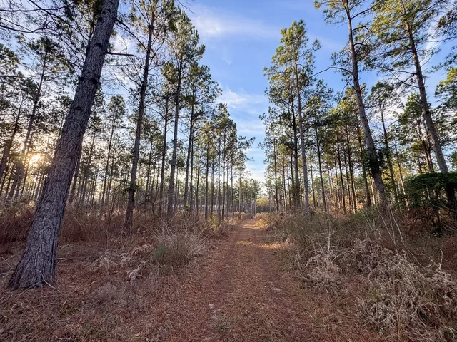 a view of yard with trees