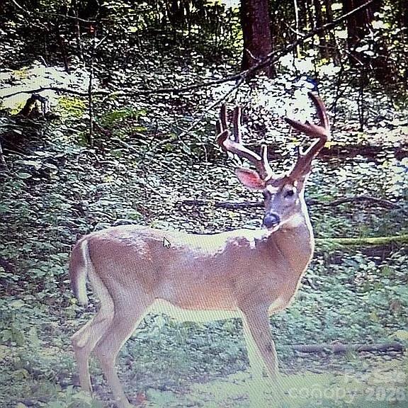 488 Cad Campbell Road Bakersville, NC 28705 - Photo 38 of 39