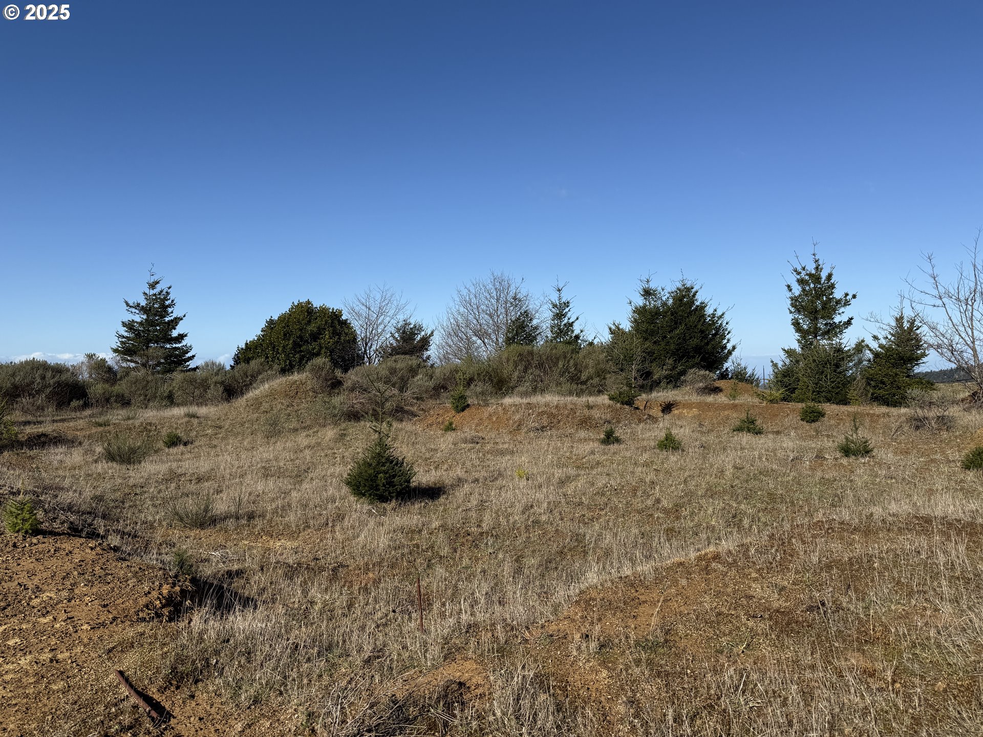 Dale Court Brookings, OR 97415 - Photo 14 of 25 a view of a dry yard with trees