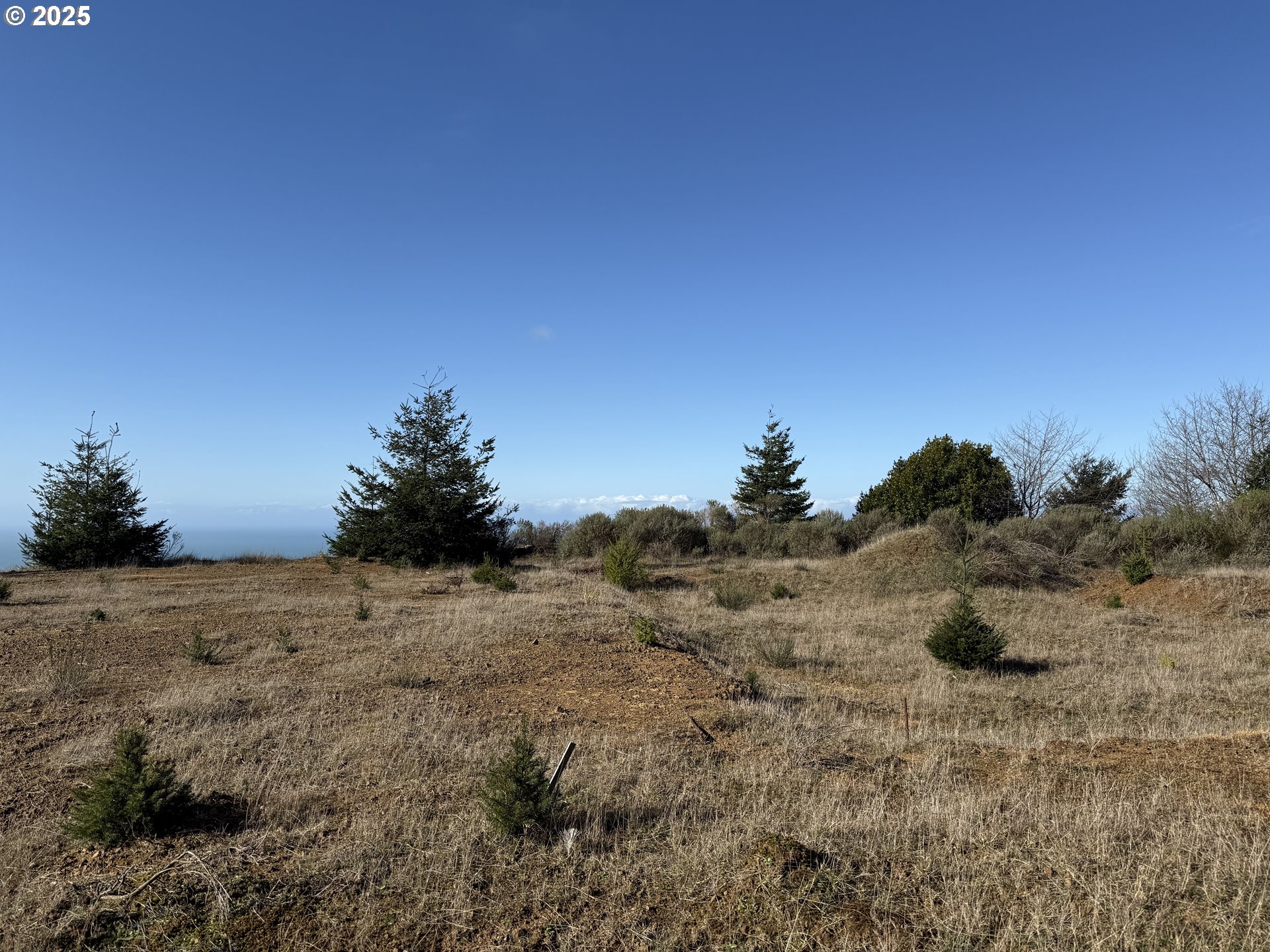 Dale Court Brookings, OR 97415 - Photo 8 of 25 a view of a dry yard with trees