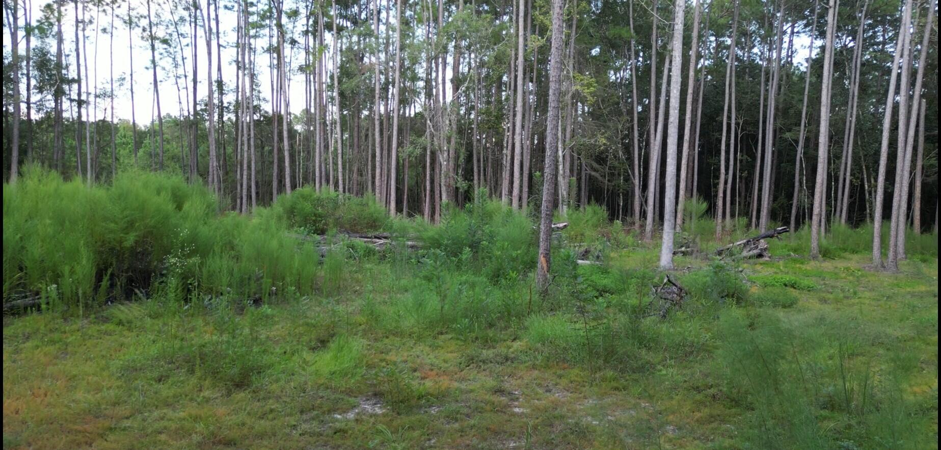 Parcel B Antioch Road Crestview, FL 32536 - Photo 5 of 6 Parcel B
