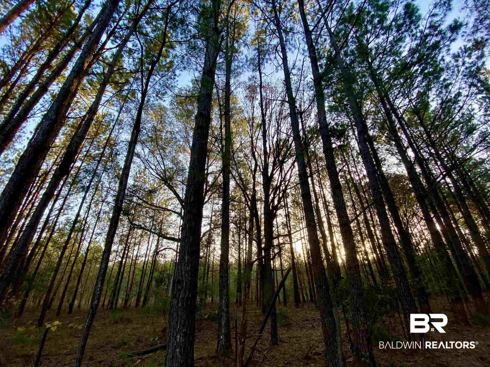 0 Country Road Fruitdale, AL 36539 - Photo 25 of 47