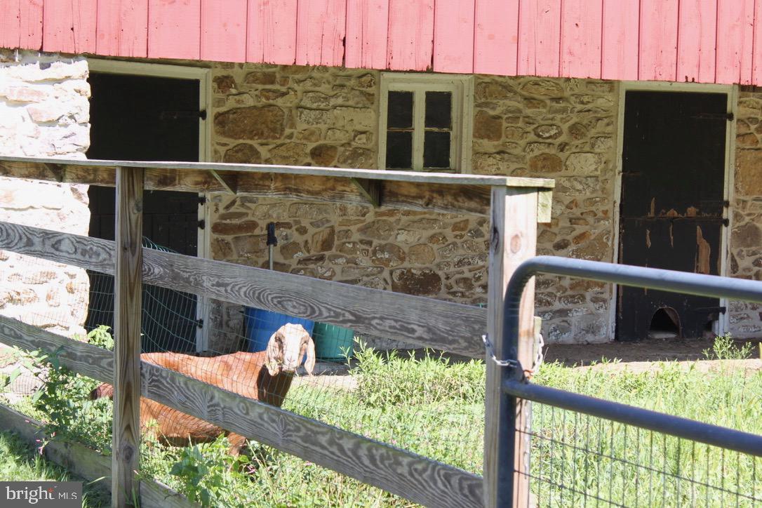 1571 North Valley Road Malvern, PA 19355 - Photo 61 of 93 Resident goats! They would love to stay with house