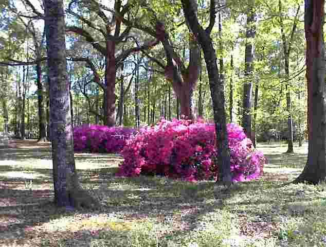 765 Old Lloyd Road Monticello, FL 32344 - Photo 21 of 25 Gallery Image 21