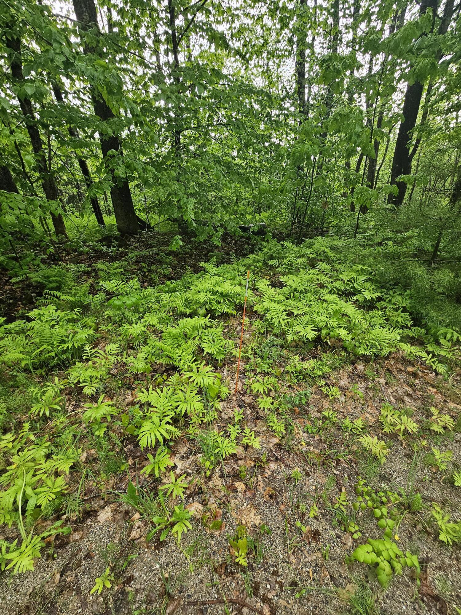0 Fayette Ridge Road Kents Hill, ME 04349 - Photo 3 of 9 20240523_143538