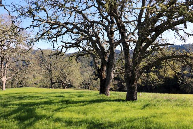 a tall tree in middle of green field