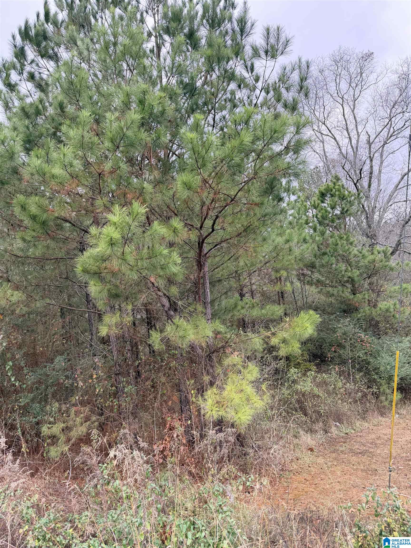 0 Armstrong Loop Hayden, AL 35079 - Photo 3 of 4