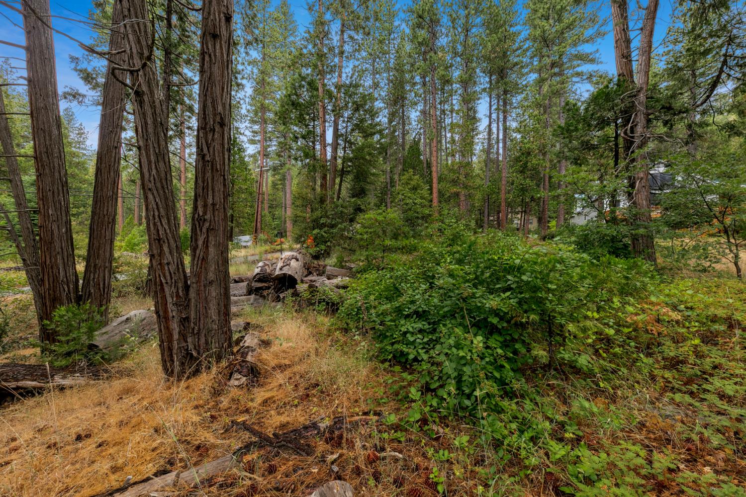 0 Pickwick Street Kyburz, CA 95720 - Photo 3 of 10 a view of a forest with large trees