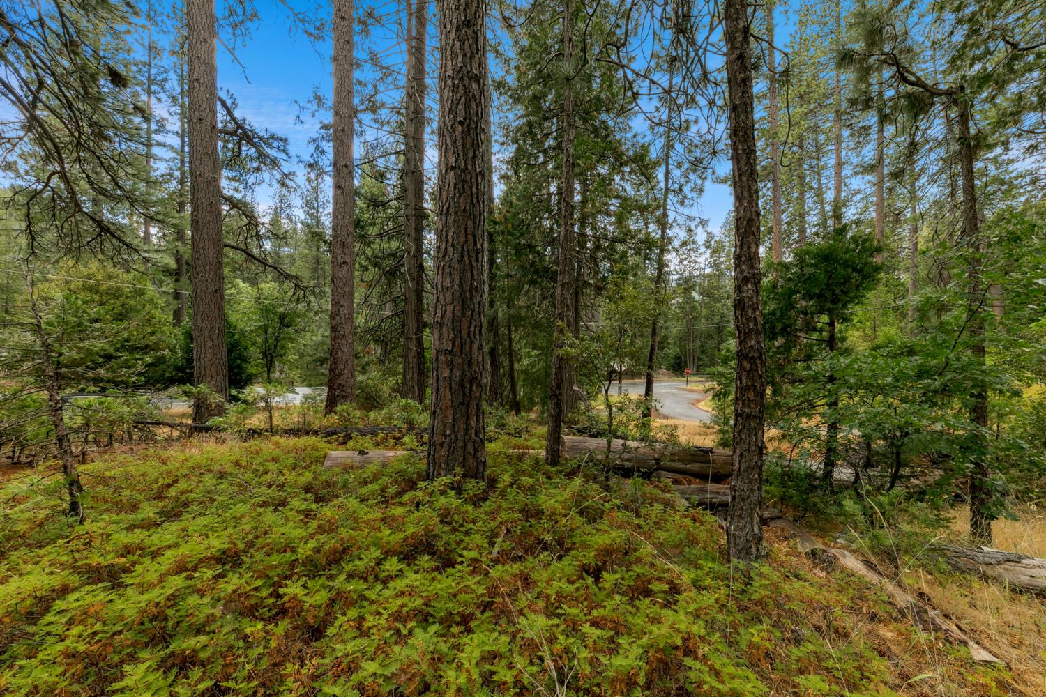 0 Pickwick Street Kyburz, CA 95720 - Photo 6 of 10 a view of outdoor space and yard