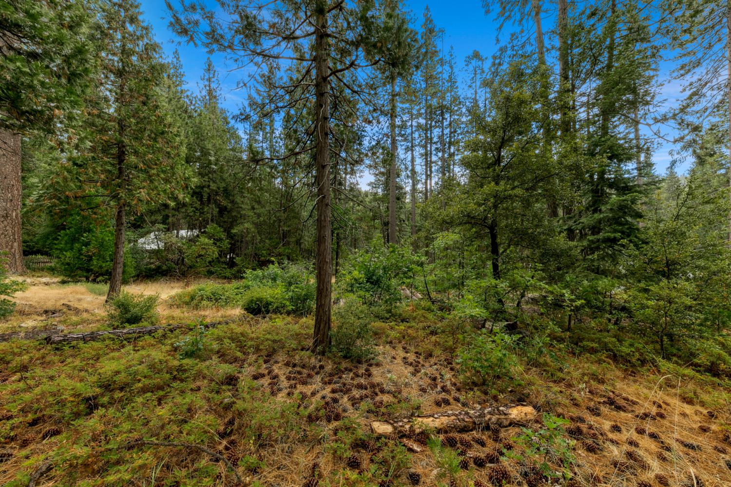 0 Pickwick Street Kyburz, CA 95720 - Photo 10 of 10 a view of a yard with a tree