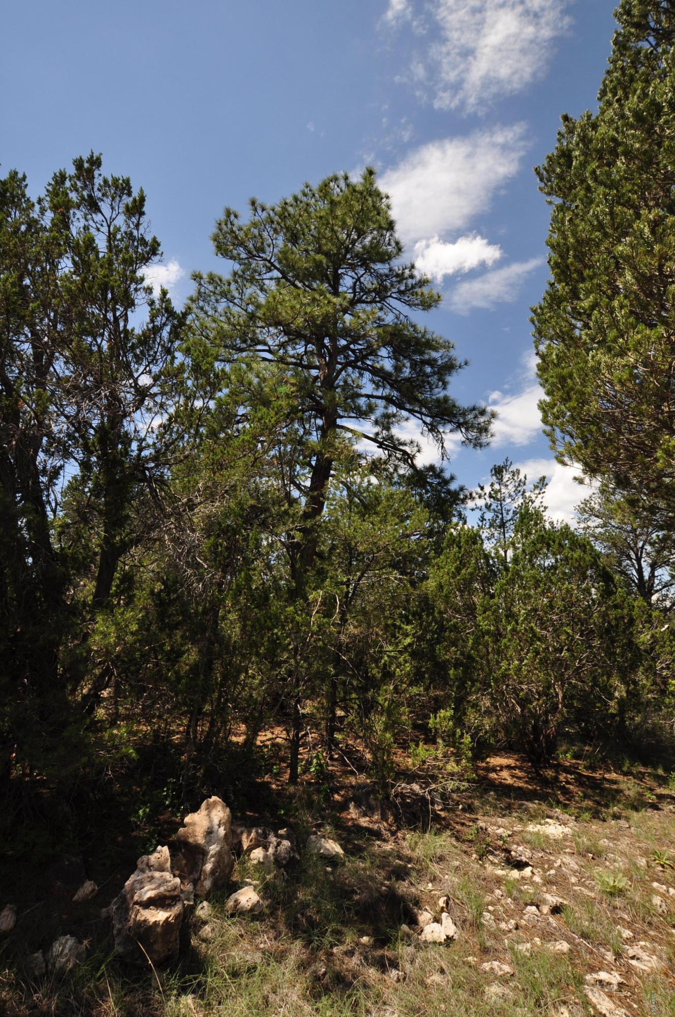 3146 Ranch Road, Unit 188 Overgaard, AZ 85933 - Photo 3 of 9 DSC_0749